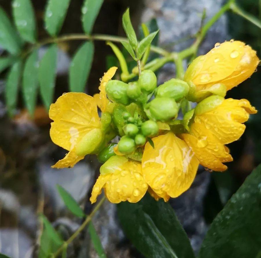 养花大全■老家有个小院子，房前屋后开满花，葡萄架下喝杯茶！