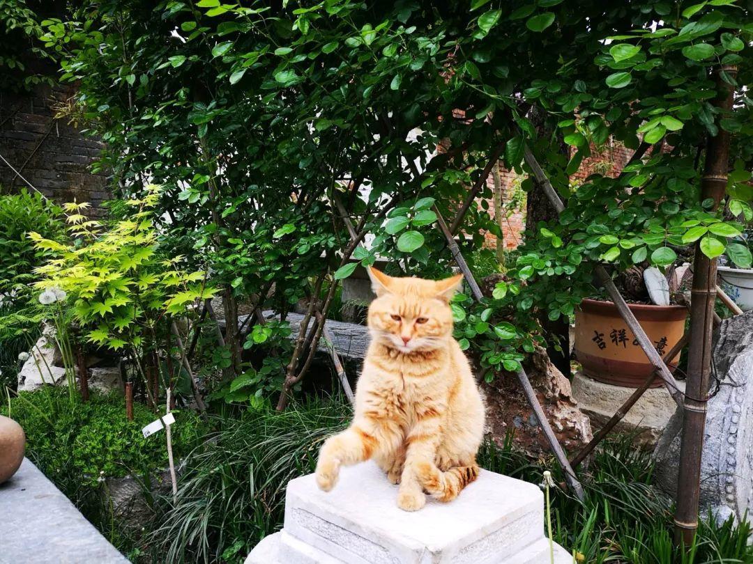 养花大全■老家有个小院子，房前屋后开满花，葡萄架下喝杯茶！