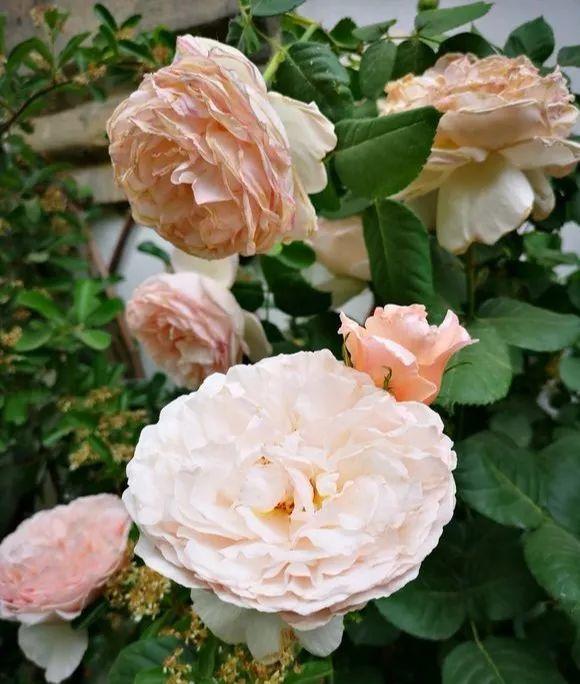 养花大全■老家有个小院子，房前屋后开满花，葡萄架下喝杯茶！