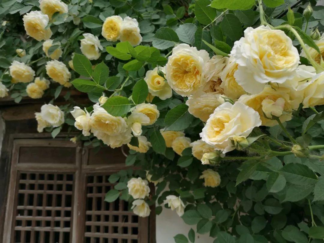 养花大全■老家有个小院子，房前屋后开满花，葡萄架下喝杯茶！