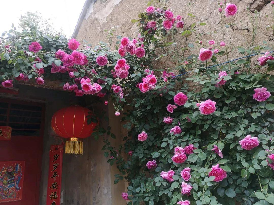 养花大全■老家有个小院子，房前屋后开满花，葡萄架下喝杯茶！