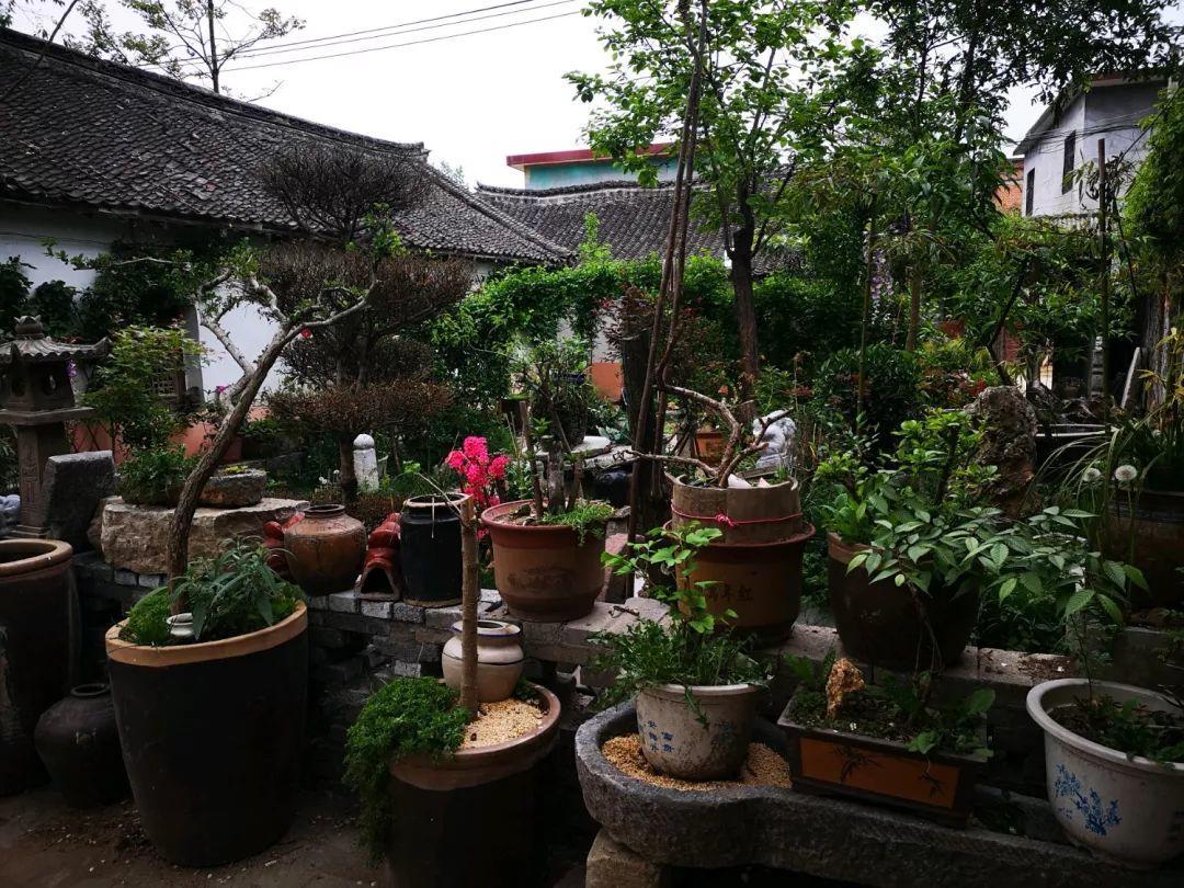 养花大全■老家有个小院子，房前屋后开满花，葡萄架下喝杯茶！