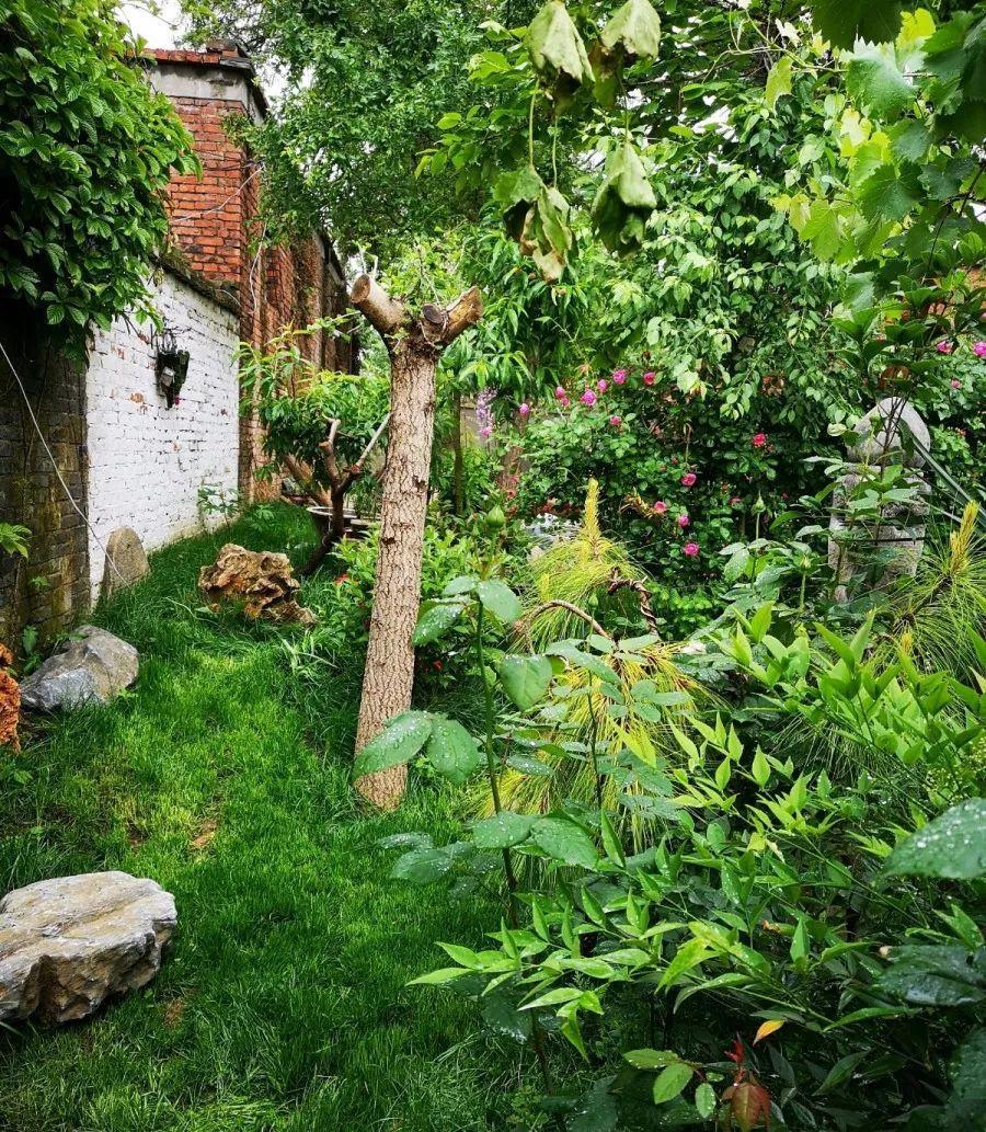 养花大全■老家有个小院子，房前屋后开满花，葡萄架下喝杯茶！