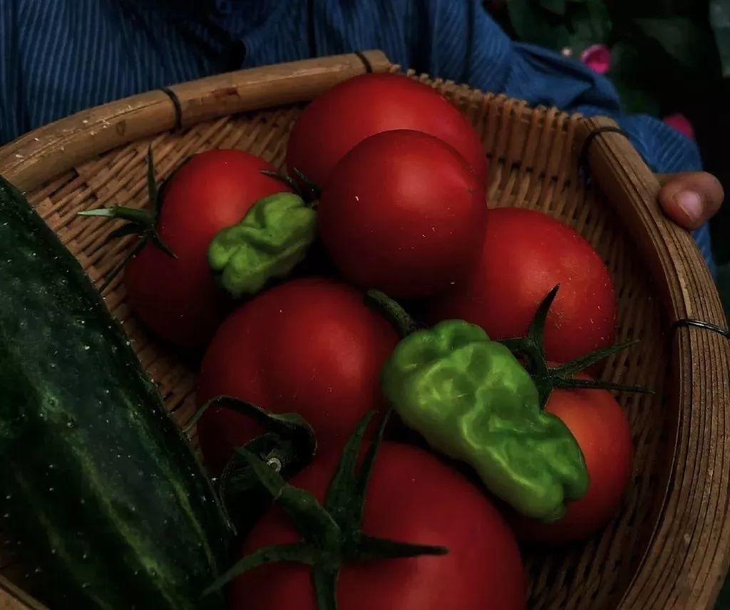 养花大全■老家有个小院子，房前屋后开满花，葡萄架下喝杯茶！