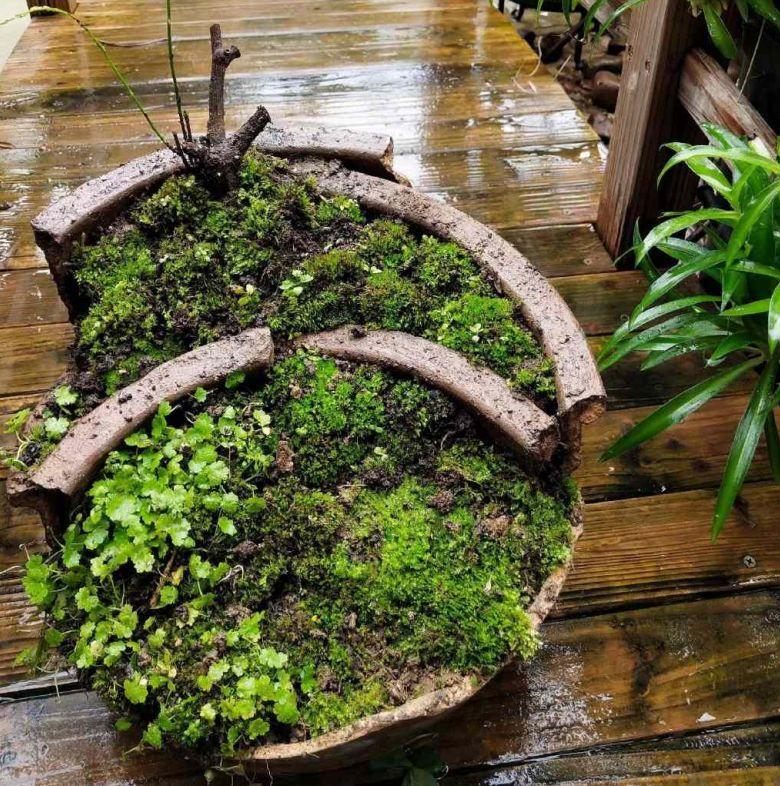 养花大全■老家有个小院子，房前屋后开满花，葡萄架下喝杯茶！