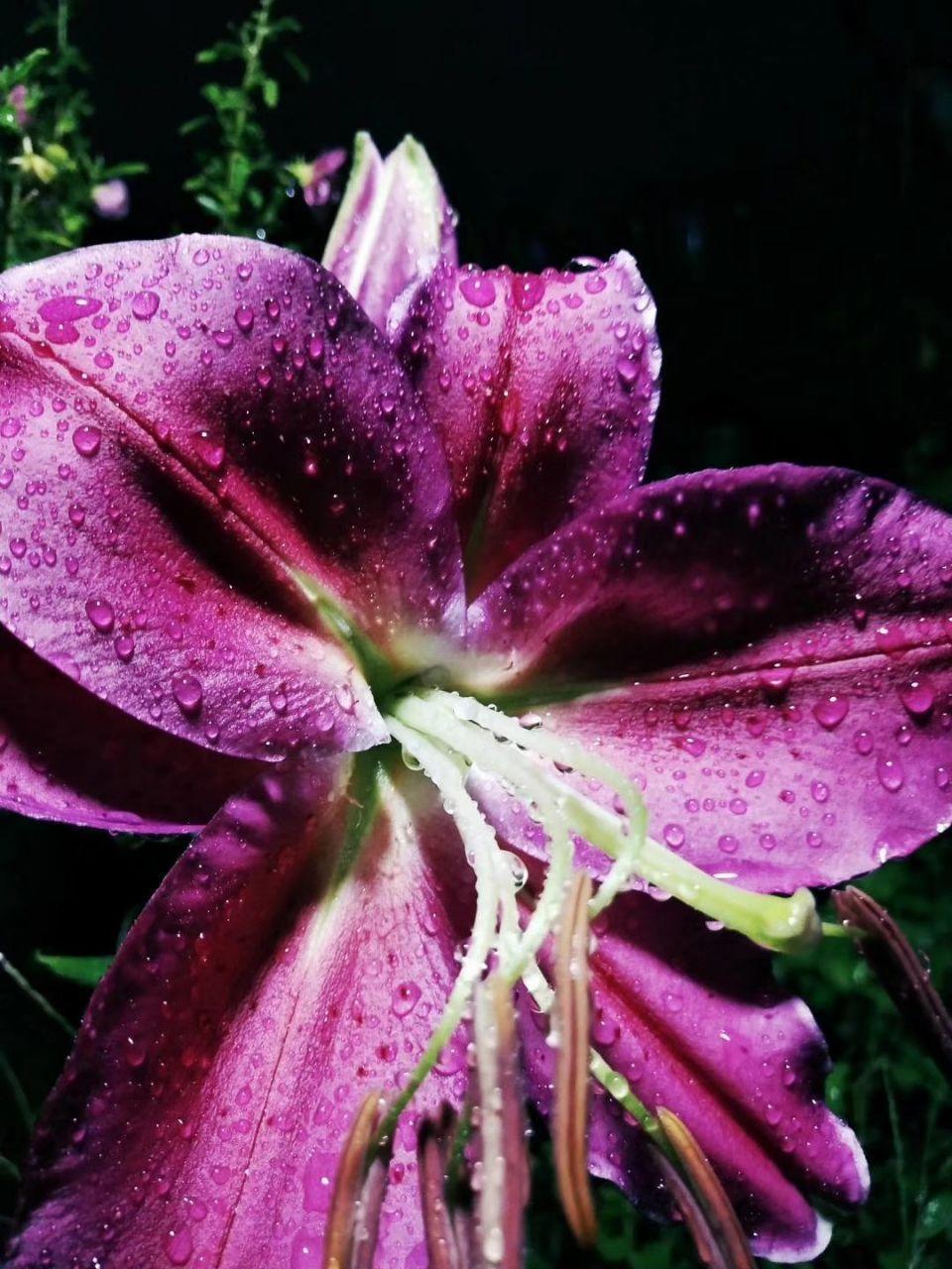 养花大全■老家有个小院子，房前屋后开满花，葡萄架下喝杯茶！