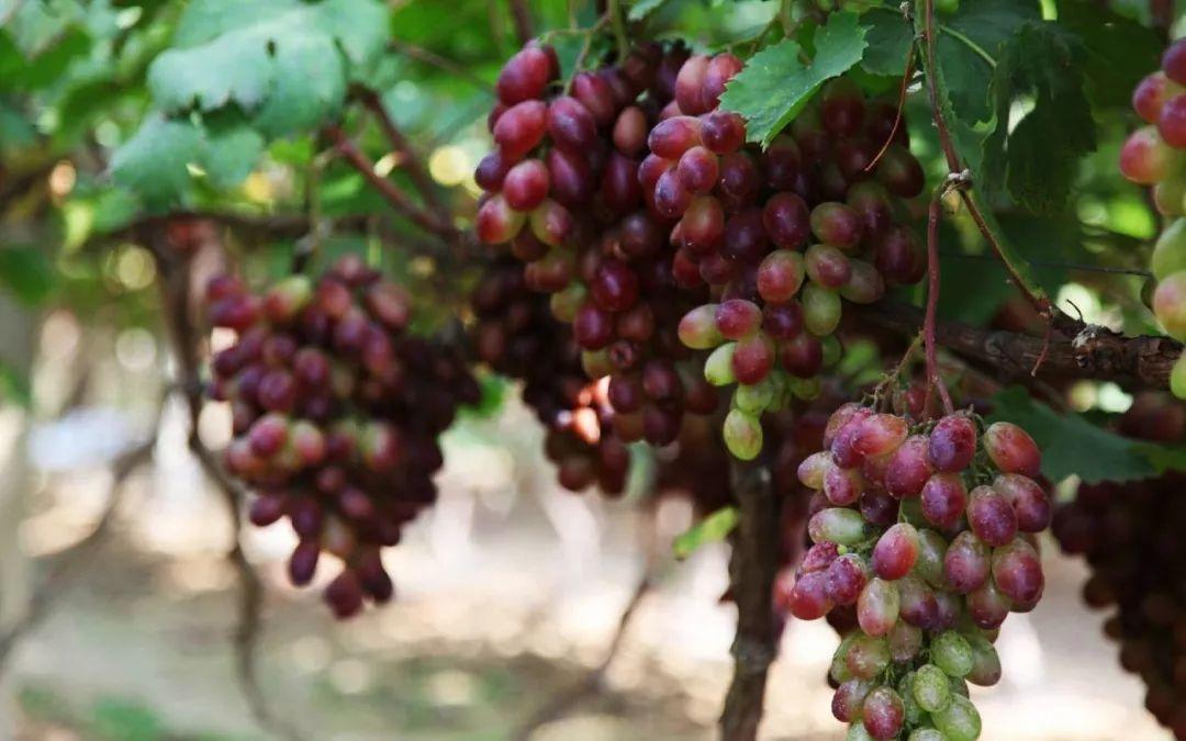 养花大全■老家有个小院子，房前屋后开满花，葡萄架下喝杯茶！