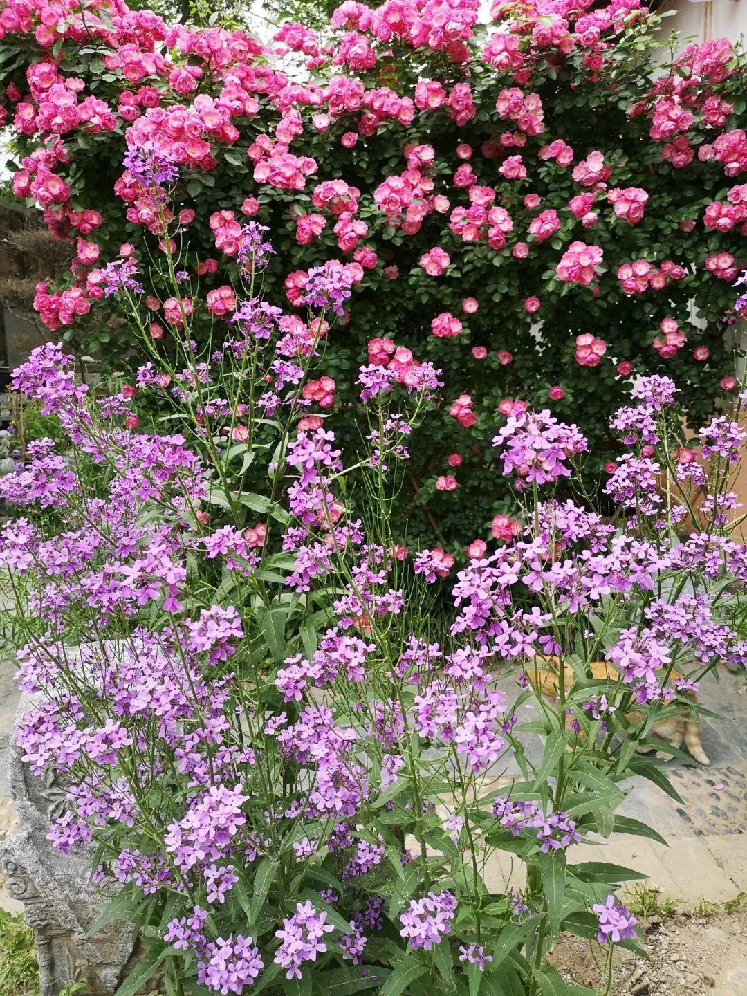 养花大全■老家有个小院子，房前屋后开满花，葡萄架下喝杯茶！