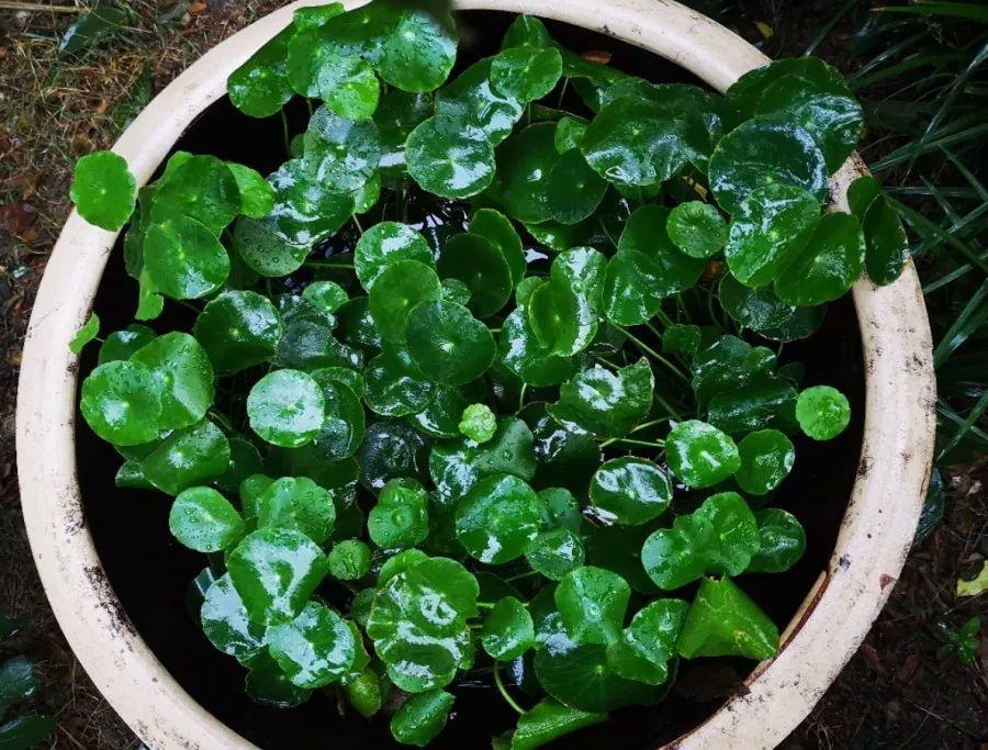 养花大全■老家有个小院子，房前屋后开满花，葡萄架下喝杯茶！