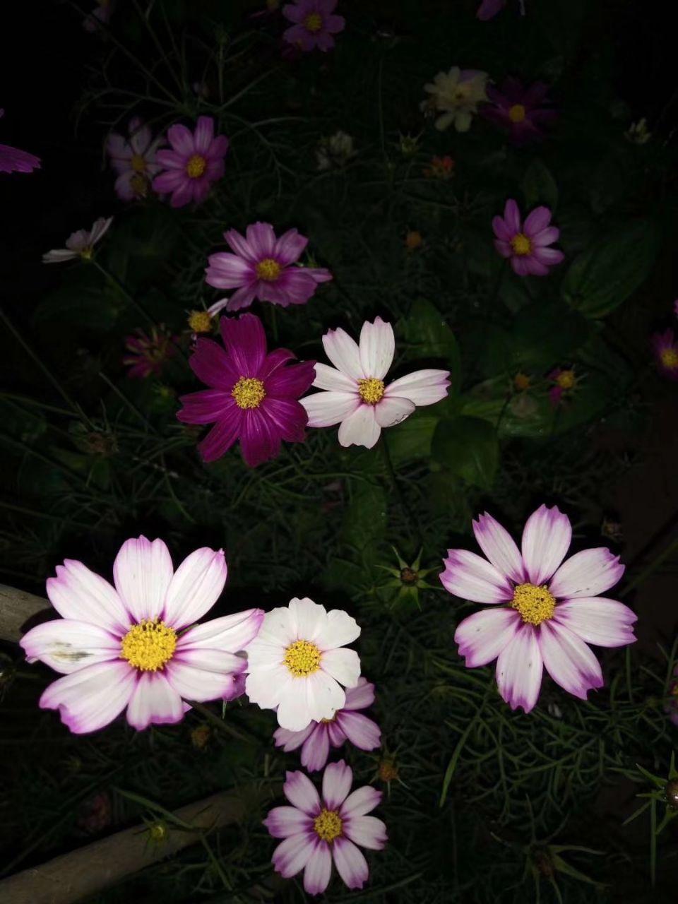 养花大全■老家有个小院子，房前屋后开满花，葡萄架下喝杯茶！