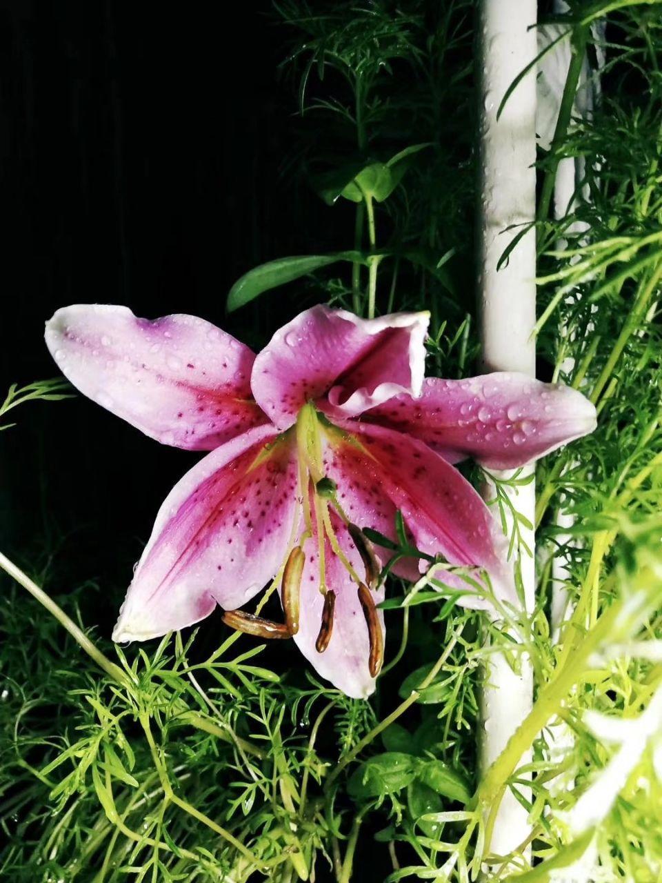 养花大全■老家有个小院子，房前屋后开满花，葡萄架下喝杯茶！