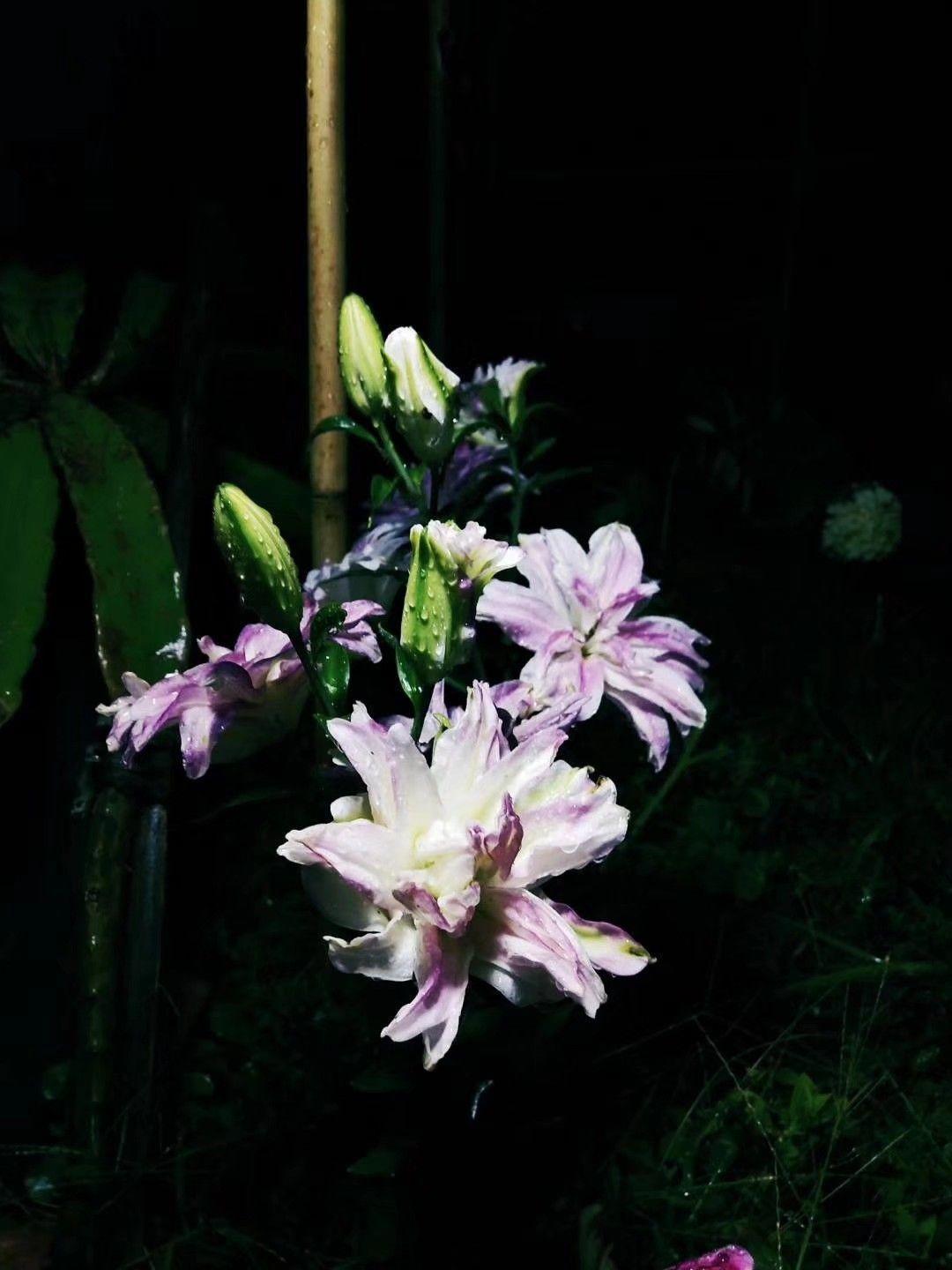 养花大全■老家有个小院子，房前屋后开满花，葡萄架下喝杯茶！