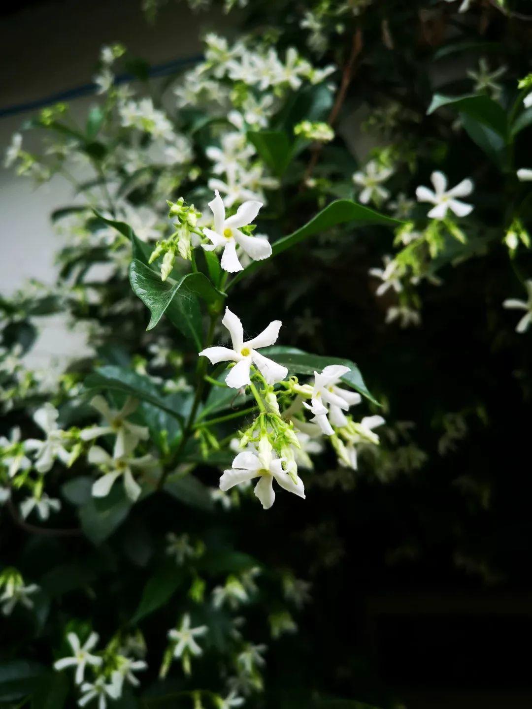 养花大全■老家有个小院子，房前屋后开满花，葡萄架下喝杯茶！