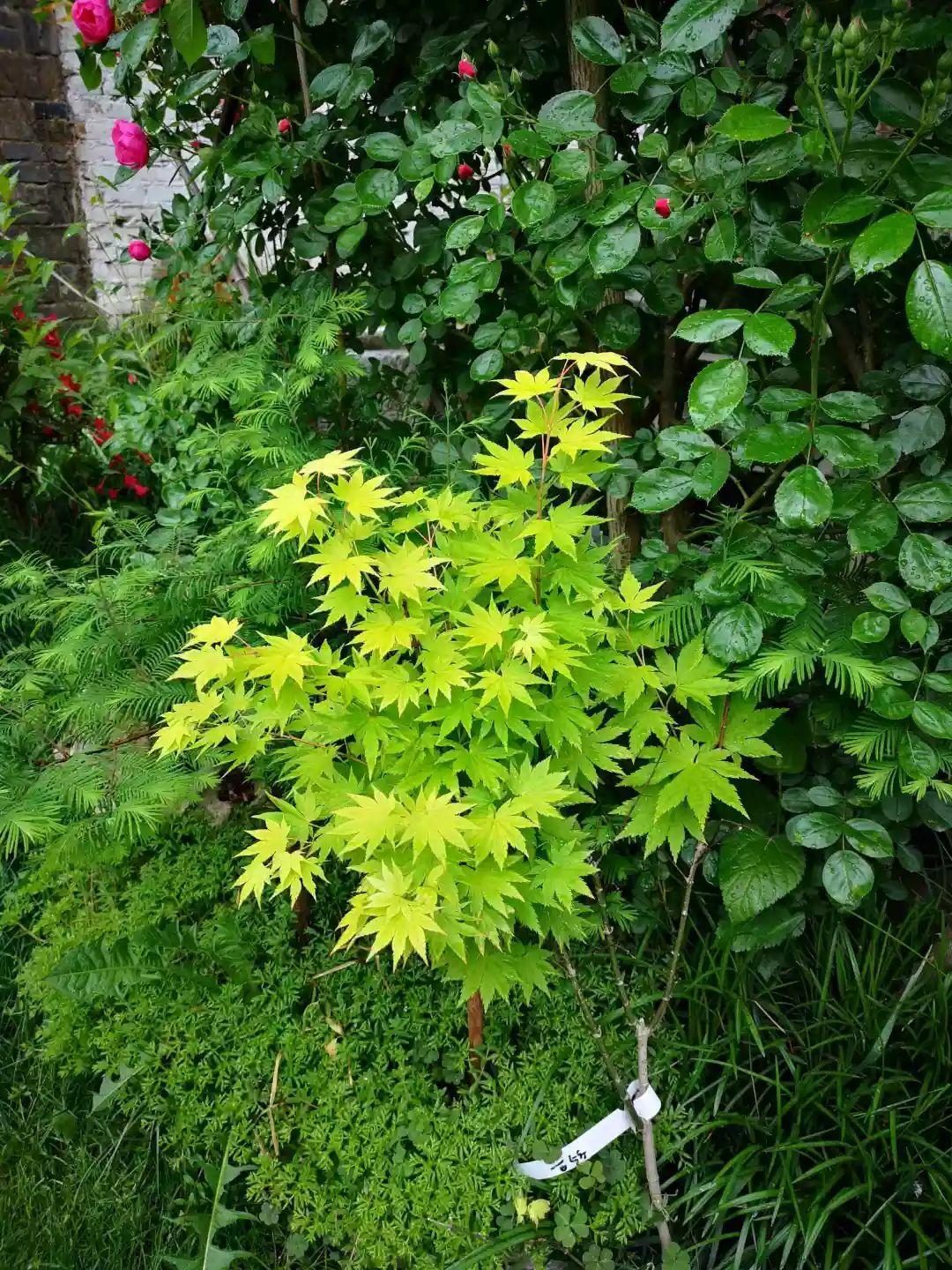 养花大全■老家有个小院子，房前屋后开满花，葡萄架下喝杯茶！