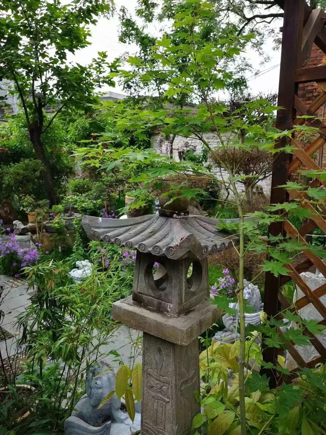 养花大全■老家有个小院子，房前屋后开满花，葡萄架下喝杯茶！