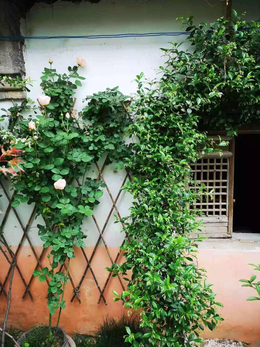 养花大全■老家有个小院子，房前屋后开满花，葡萄架下喝杯茶！