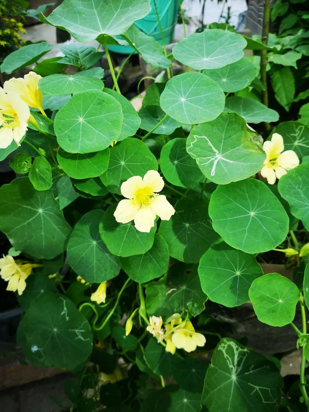 养花大全■老家有个小院子，房前屋后开满花，葡萄架下喝杯茶！