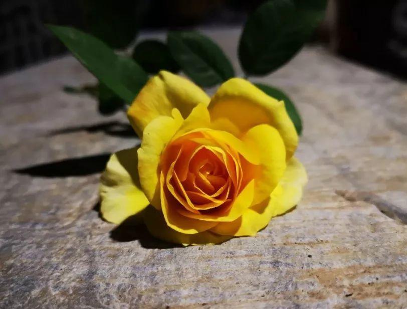 养花大全■老家有个小院子，房前屋后开满花，葡萄架下喝杯茶！