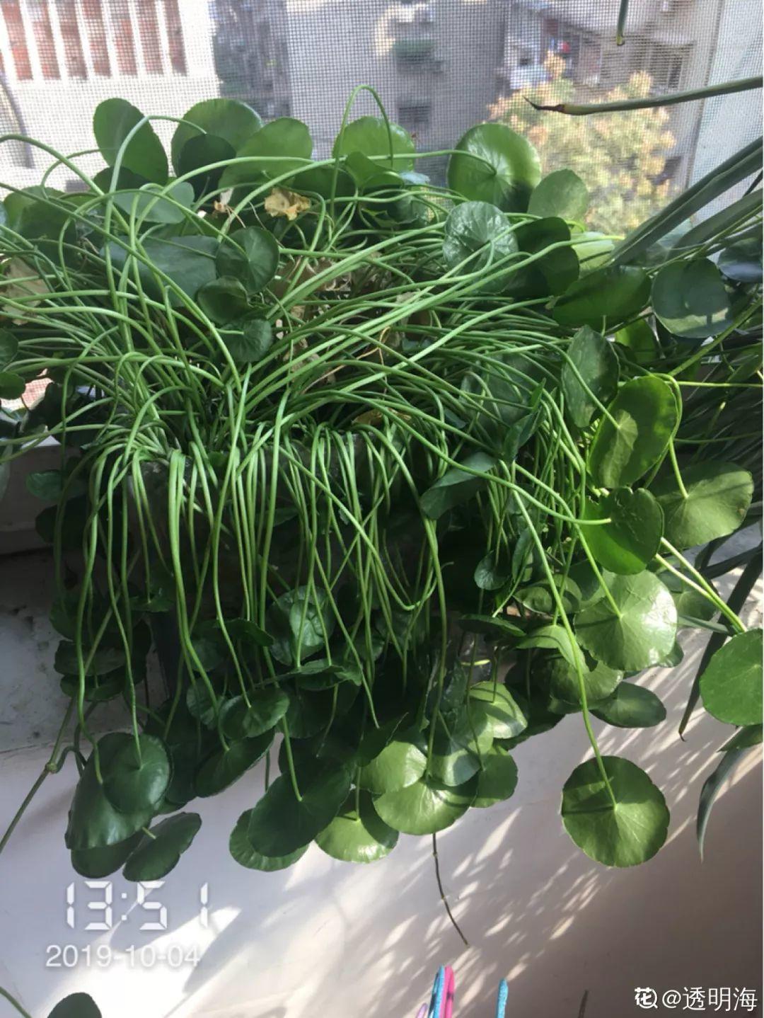 [养花大全]3种养花夺命水，冬天别乱浇，小心烂根、黄叶活不过一个周！