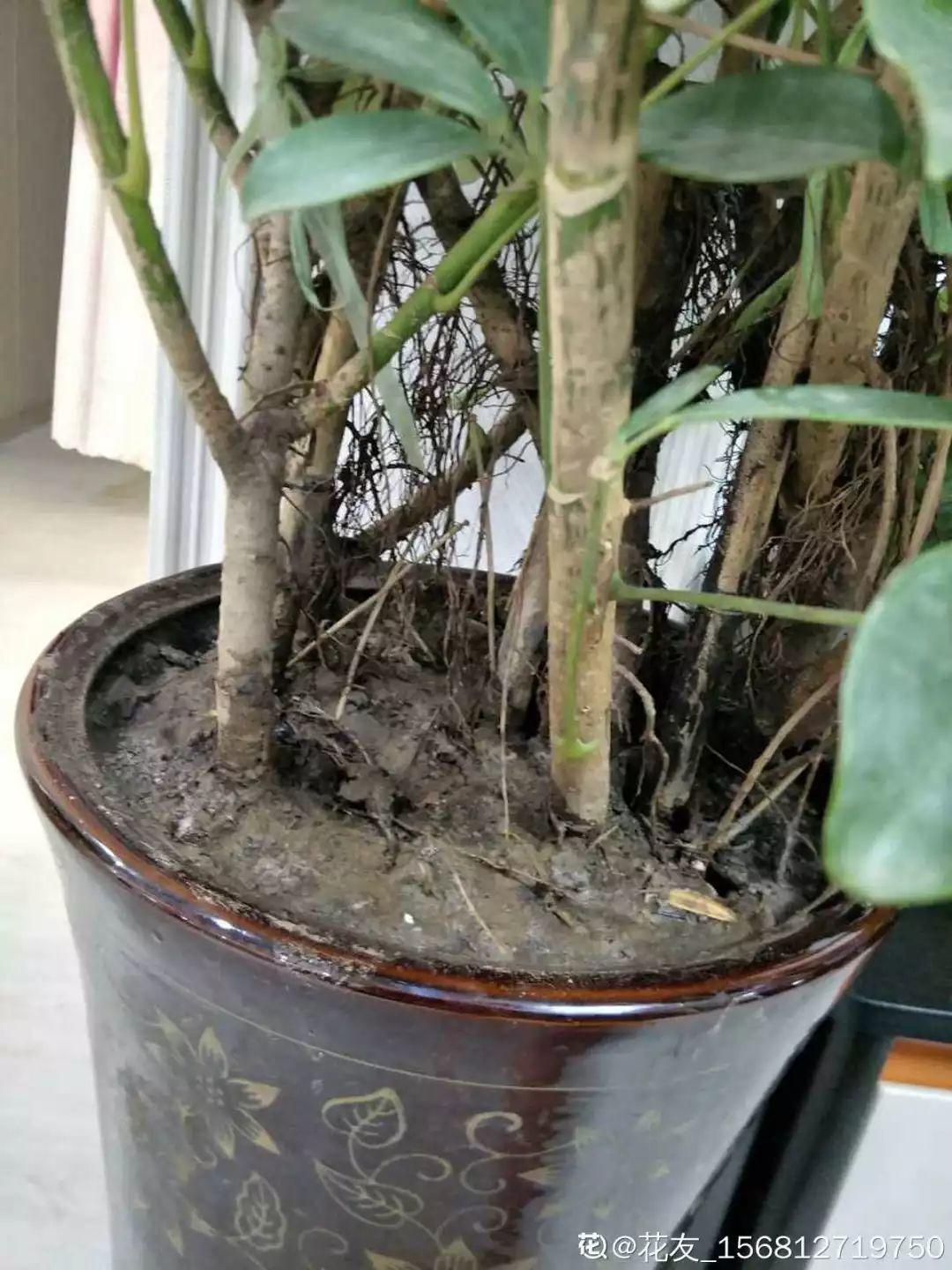 [养花大全]3种养花夺命水，冬天别乱浇，小心烂根、黄叶活不过一个周！