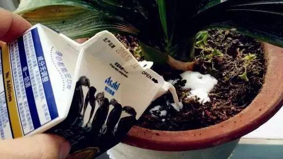 [养花大全]3种养花夺命水，冬天别乱浇，小心烂根、黄叶活不过一个周！