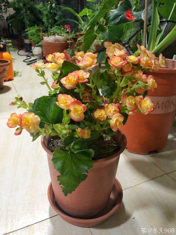 [养花大全]3种养花夺命水，冬天别乱浇，小心烂根、黄叶活不过一个周！