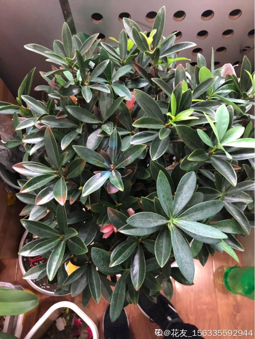 [养花大全]3种养花夺命水，冬天别乱浇，小心烂根、黄叶活不过一个周！