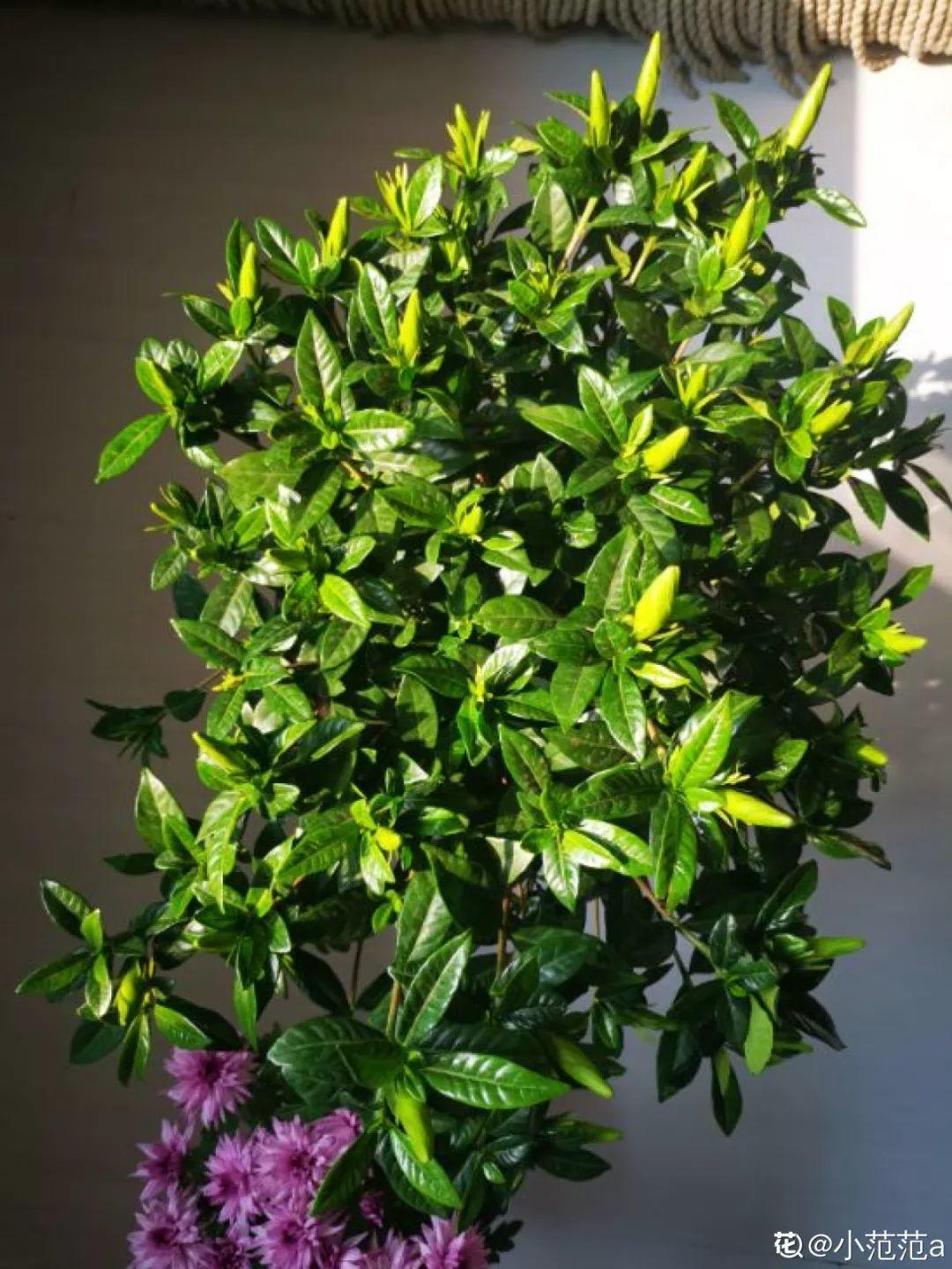 [养花大全]3种养花夺命水，冬天别乱浇，小心烂根、黄叶活不过一个周！