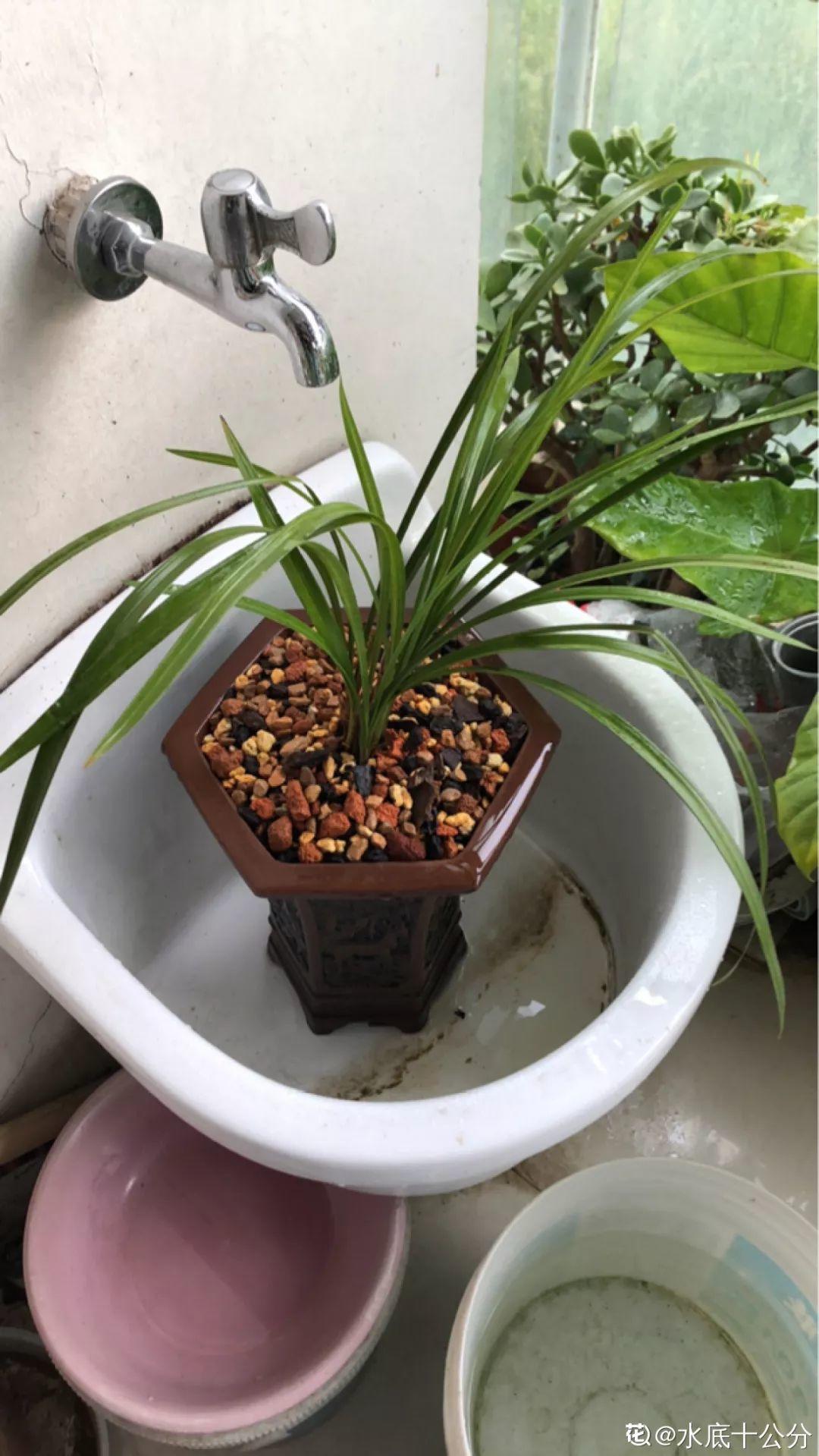 [养花大全]3种养花夺命水，冬天别乱浇，小心烂根、黄叶活不过一个周！