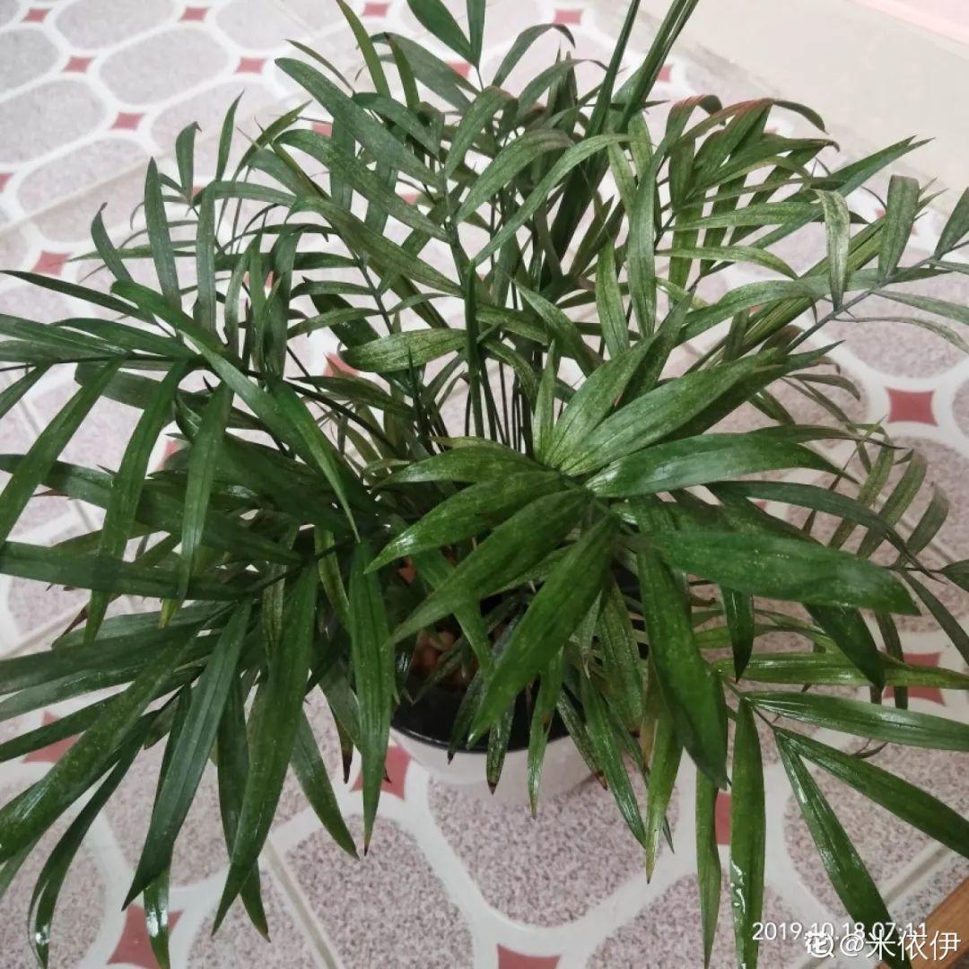 [养花大全]3种养花夺命水，冬天别乱浇，小心烂根、黄叶活不过一个周！