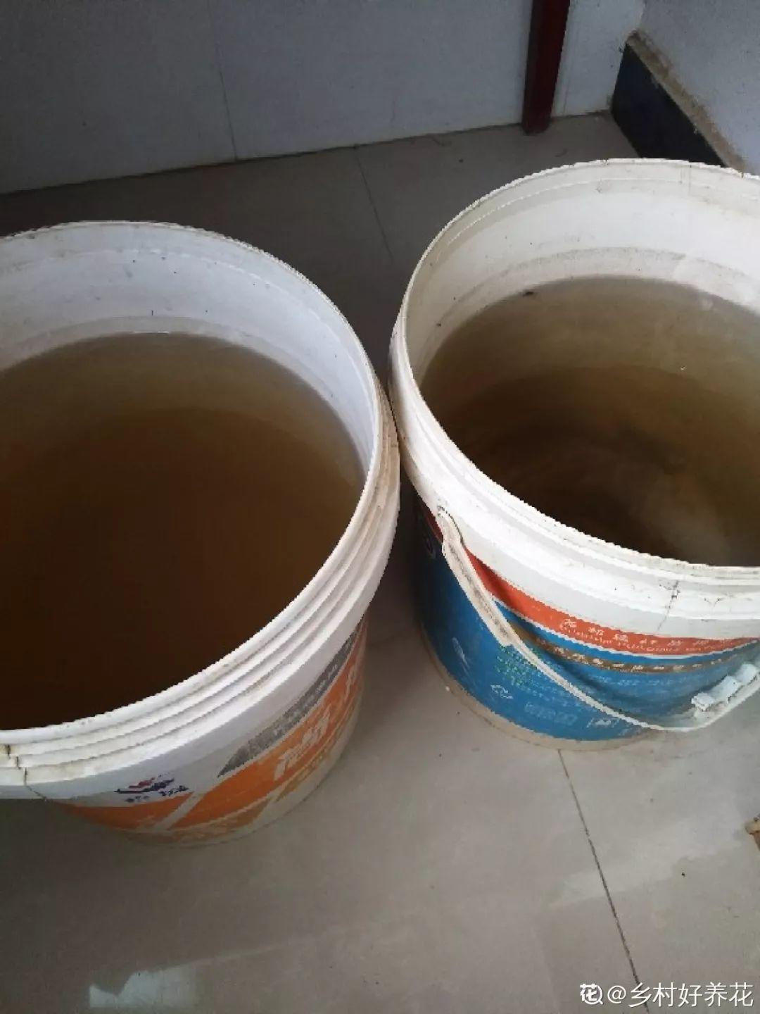 [养花大全]3种养花夺命水，冬天别乱浇，小心烂根、黄叶活不过一个周！