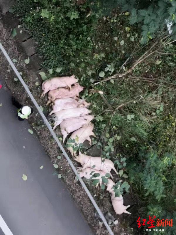 【红星新闻】货车侧翻摔死15头猪，还有几十头猪在高速公路上散步
