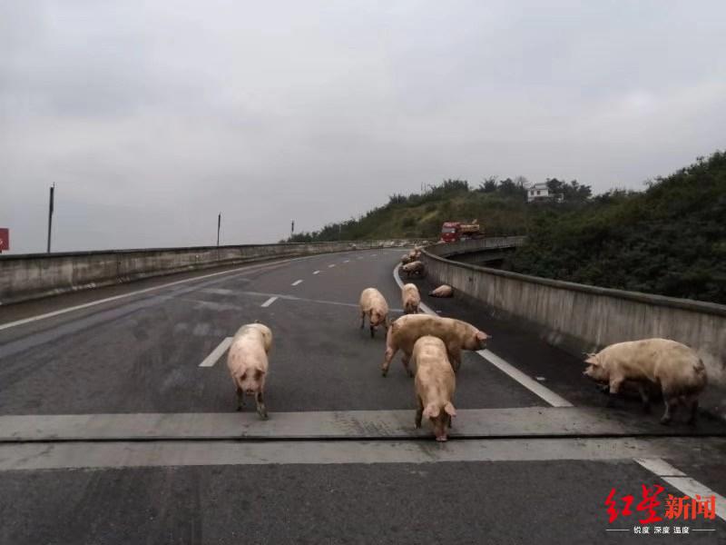【红星新闻】货车侧翻摔死15头猪，还有几十头猪在高速公路上散步