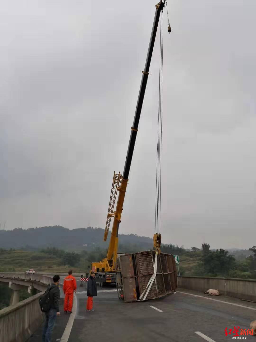 【红星新闻】货车侧翻摔死15头猪，还有几十头猪在高速公路上散步