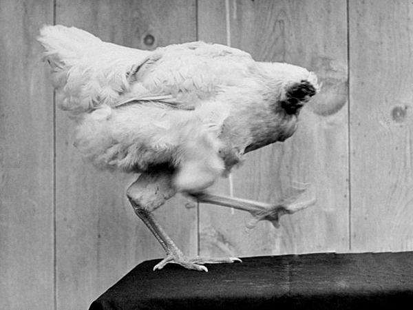 "无头鸡"麦克,一只断头后依旧存活了18个月的鸡坚强