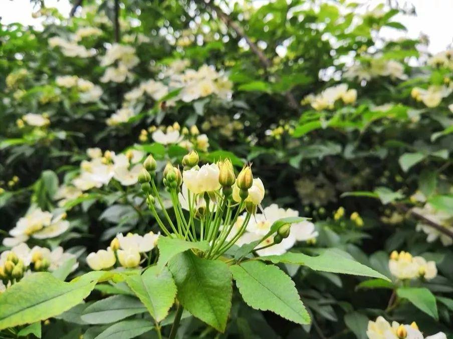 一棵山木香養十年,爬得滿牆都是,花一開隔著老遠都能聞到香味!