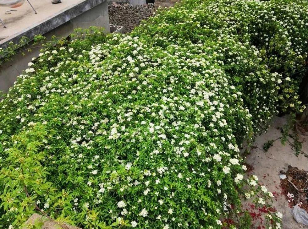 一棵山木香养十年,爬得满墙都是,花一开隔着老远都能闻到香味!