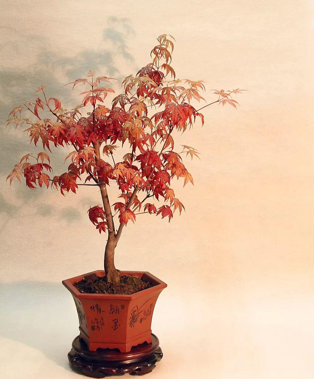 一棵山木香养十年,爬得满墙都是,花一开隔着老远都能闻到香味!