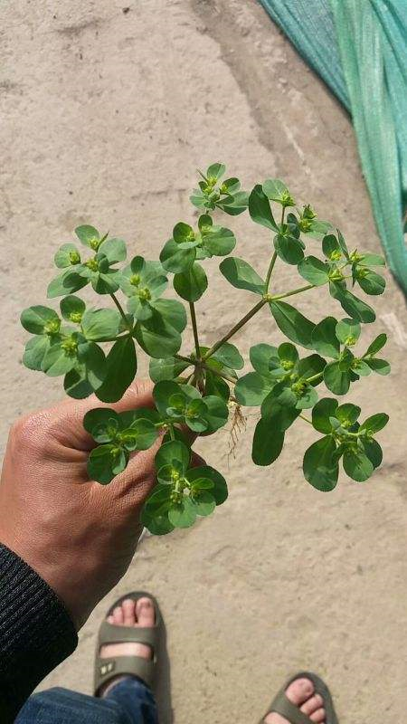 这野草名字柔美无害实际却暗藏杀机不小心碰到能把手烂掉