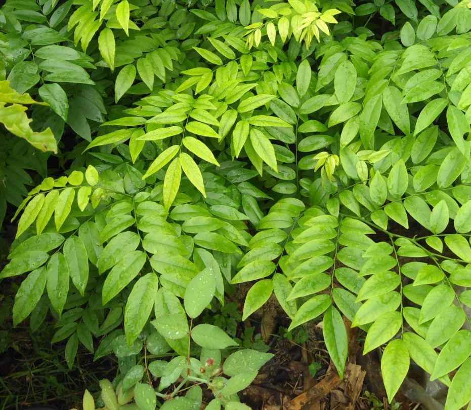 海南黃花梨樹苗在北方能種嗎