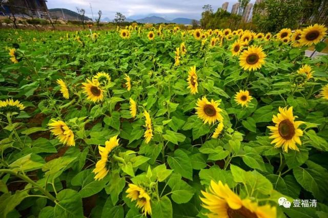 著一片絕色美景——一大片給點陽光就燦爛的向日葵花海,盛花期已至