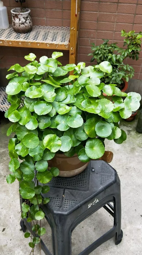 铜钱草黄叶子放在鱼缸里半个月长爆盆鱼缸都快撑爆了