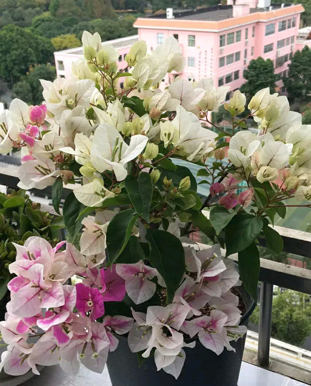 漳红樱三角梅入冬以后开花越来越素越来越白的2个原因认可吗