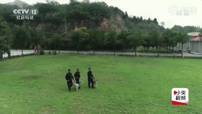 「人民日报」「荐读」5天把“二哈”训练成警犬？女民警：我太难了