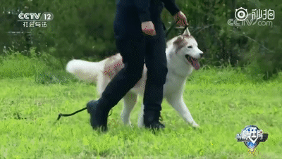 「人民日报」「荐读」5天把“二哈”训练成警犬？女民警：我太难了
