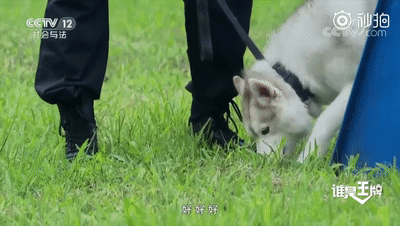 「人民日报」「荐读」5天把“二哈”训练成警犬？女民警：我太难了