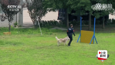「人民日报」「荐读」5天把“二哈”训练成警犬？女民警：我太难了
