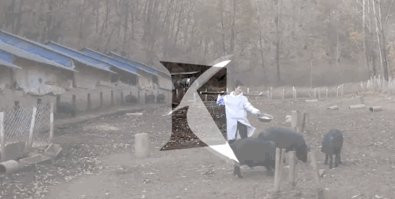 [荆楚网]95后美女大学生专注养猪被催婚，亲爹急了：陪嫁300头猪