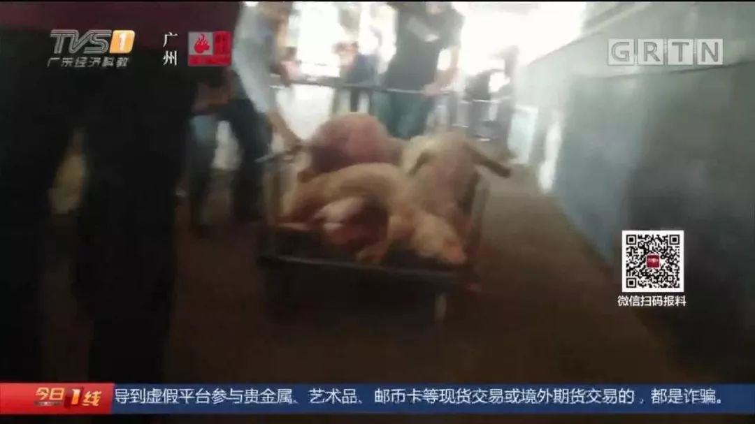 #南充政法#病死猪肉在正规肉联厂“洗白”，每日流入市场上千斤，涉案人被抓