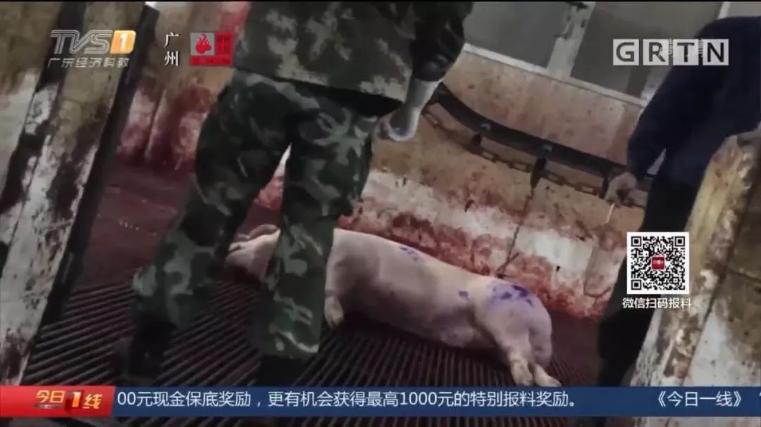 #南充政法#病死猪肉在正规肉联厂“洗白”，每日流入市场上千斤，涉案人被抓